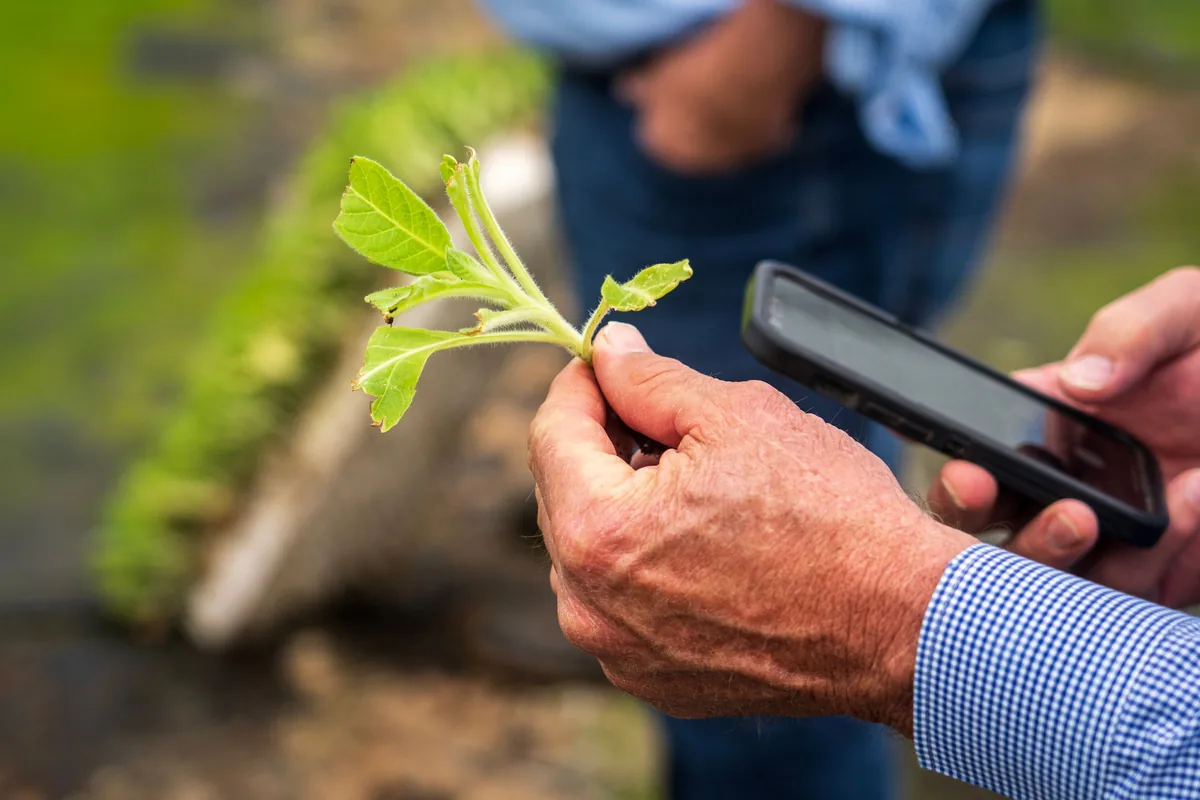 Tuinder houdt een jong koolplantje vast met in zijn andere hand zijn telefoon